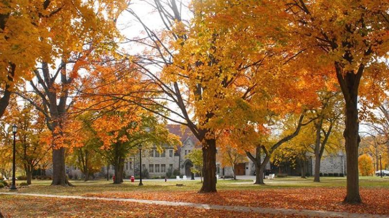 campus trees