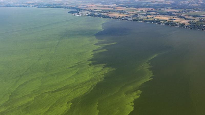 Lake Erie algae