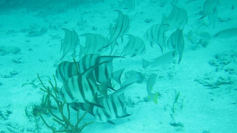 Belize trip spadefish